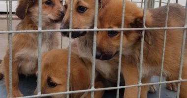 Stire din Social : Adopţii rapide, la adăpostul pentru câini fără stăpân, din Constanţa
