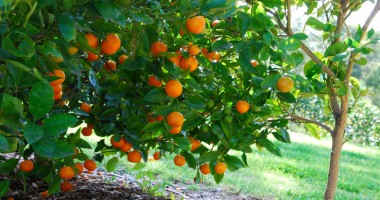 Stire din Diverse : Aer mediteranean în grădină