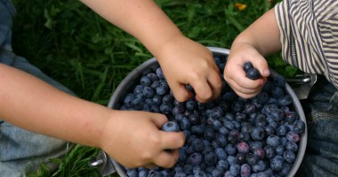 Stire din Diverse : Cât de bune sunt afinele pentru sănătatea copilului tău