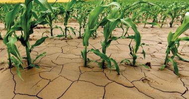 Stire din Economie : Seceta, birocraţia şi prostia, cei trei mari adversari ai agriculturii. "Situaţia este extrem de gravă!"