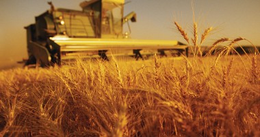 Stire din Economie : INS: Valoarea producției ramurii agricole pe regiuni de dezvoltare