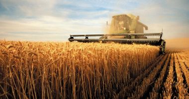 România a redevenit grânarul Europei: țara noastră cel mai mare exportator de grâu moale din UE