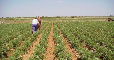 Stire din Economie : Agricultorii constănțeni vor lua 170 euro pe hectar - plata pe suprafață