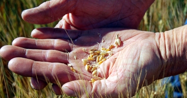 Stire din Economie : Agricultorii trebuie să negocieze dur cu angrosiștii de cereale