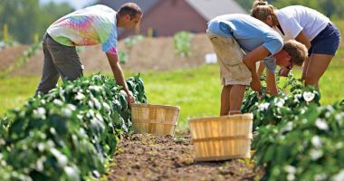 Stire din Economie : Agricultorii care cultivă plante aromatice vor primi sprijin financiar