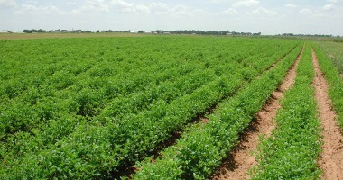 Stire din Economie : Agricultorii constănțeni primesc 200 de lei pe hectar pentru înființarea  culturilor de toamnă