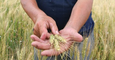 Stire din Economie : Anunț al APIA, pentru sectorul de agricultură ecologică