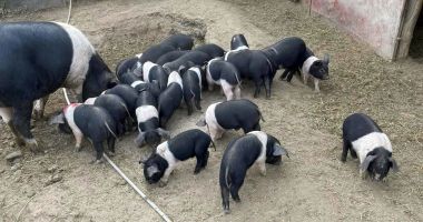Crescătorii de porci de reproducţie din rasele Bazna şi Mangaliţa se pot înscrie în program până pe 31 iulie