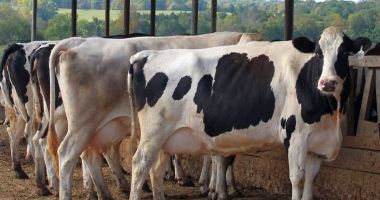 Stire din Economie : APIA, pregătită informatic să plătească în avans fermierii care au depus cereri de plată în 2024