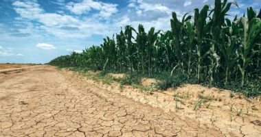 Stire din Economie : Sprijin de la stat pentru fermierii ale căror afaceri au fost afectate de secetă