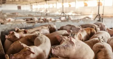 Stire din Economie : Situație critică a producătorilor de carne de porc. Multe ferme vor pune lacătul pe ușă