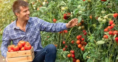 Stire din Economie : Vin bani pentru agricultorii constănțeni. Cine încasează miile de euro