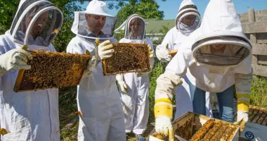 Bani pentru apicultorii constănțeni. A fost publicat ghidul pentru obținerea sprijinului