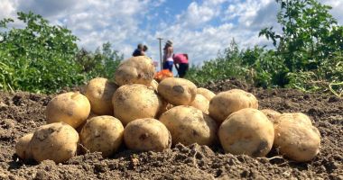 Stire din Economie : Suma alocată Programului de susţinere a producţiei de cartofi în anul 2024, majorată cu trei milioane de lei
