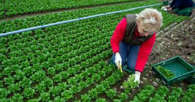 Stire din Economie : Vrei să faci agricultură ecologică? CCINA Constanța te învață cum
