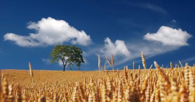 Stire din Actualitate : Agricultura ecologică ar putea duce la creşterea importurilor de cereale în UE