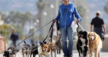 Stire din Social : Ai câine și nu l-ai castrat? Iată ce amenzi uriașe te pasc