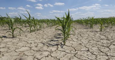 Stire din Economie : A început evaluarea pagubelor produse de secetă în agricultură