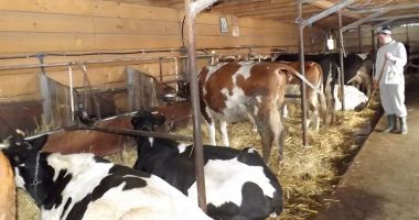 Stire din Economie : A început plata ajutorului de stat în zootehnie