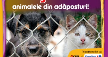 Pedigree și Whiskas împreună cu Carrefour ajută câinii și pisicile fără stăpân din adăposturi