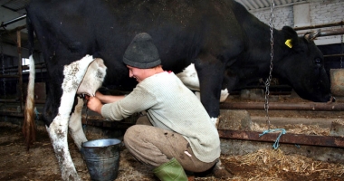 Stire din Economie : Ajutoare excepționale în sectorul laptelui și produselor lactate