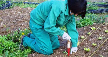 Stire din Economie : Ajutoare pentru agricultura ecologică