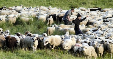 Stire din Economie : Ajutor de peste 1,2 milioane de lei pentru zootehniști