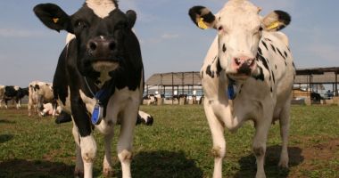 Stire din Economie : Ajutor de stat de 56 milioane de lei pentru crescătorii de animale