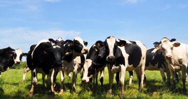 Stire din Actualitate : Ajutor de 44 de milioane de euro pentru crescătorii de bovine