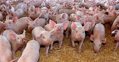 Stire din Economie : Ajutor de minimis pentru crescătorii de porcine