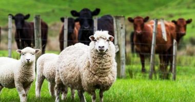Stire din Economie : Se achită ajutorul de stat pentru ameliorarea raselor de animale