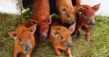Stire din Economie : Ajutor de stat pentru creșterea porcilor de reproducție din rasele Bazna și Mangalița