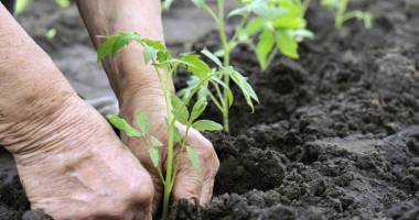Ajutor pentru agricultura ecologică