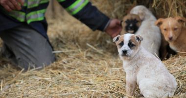 Stire din Social : Alătură-te campaniei "Adoptă un cățel!"