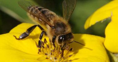 Ce să faci când te înțeapă o albină. 10 lucruri care-ți pot salva viața
