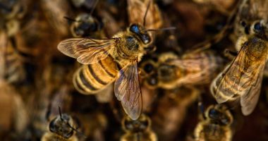Stire din Actualitate : Albinele din Australia sunt ameninţate de parazitul Varroa