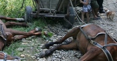 TRAGEDIE! Bărbat UCIS DE UN ROI DE ALBINE