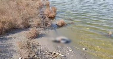 Stire din Social : Alertă de gripă aviară la rațe sălbatice găsite pe lacul Techirghiol