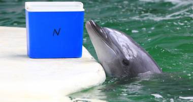 Alertă la Delfinariu! Ni-Ni s-a îmbolnăvit după ce s-a bătut  cu Chen Chen - 2