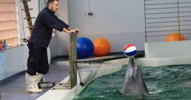 Stire din Social : Alertă la Delfinariu! Ni-Ni s-a îmbolnăvit după ce s-a bătut  cu Chen Chen