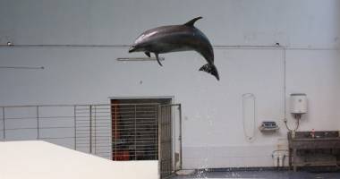 Alertă la Delfinariu! Ni-Ni s-a îmbolnăvit după ce s-a bătut  cu Chen Chen - 3