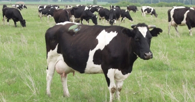 Stire din Social : Alertă la Constanța din cauza focarelor  de dermatoză nodulară din Bulgaria.  Există riscul apariției bolii și în România