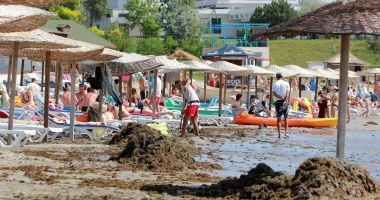 Stire din Social : Algele din Marea Neagră ar putea fi folosite pentru producerea de fertilizatori pentru agricultură