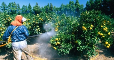 Stire din Sănătate : Cancerul din alimente. Consumăm substanțe chimice cu bună-știință