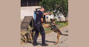 Blană, disciplină și curaj! Poveștile câinilor jandarmi din Constanța - 3