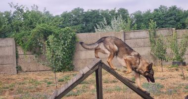 Blană, disciplină și curaj! Poveștile câinilor jandarmi din Constanța - 2