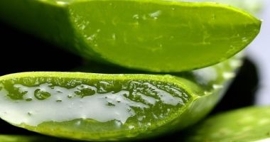 Stire din Sănătate : Care sunt beneficiile plantei Aloe Vera