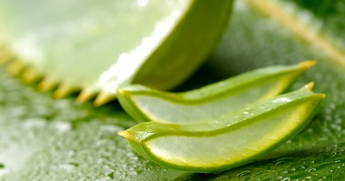 Stire din Sănătate : Ce beneficii are aloe vera