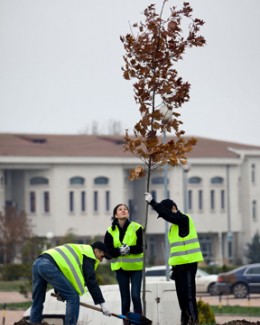 Stire din Social : Spațiul verde din campusul Universității "Ovidius", amenajat de APM Terminals România și MaiMultVerde
