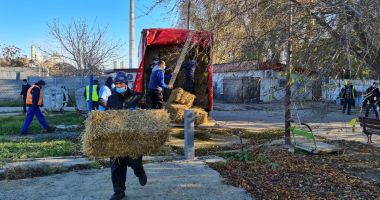 Stire din Social : Amenajări la Adăpostul pentru câinii fără stăpân. Autorităţile fac apel la cetăţeni
